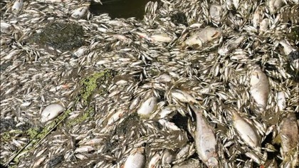 ODRA SKAŻONA NA LATA! Fatalne skutki DLA ZDROWIA POLAK&Oacute;W