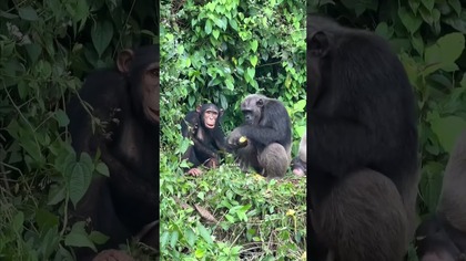 Co ciekawego w najnowszym odcinku? Kamerun