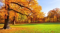 How To Prepare Your Grass For The Autumn? [FALL GARDENING TIPS #2]