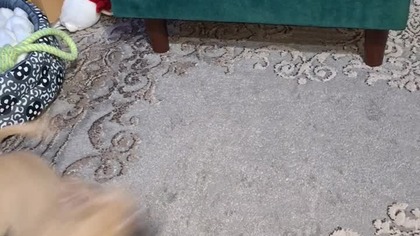 Tu jest twoje miejsce #chihuahua