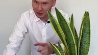 Nie złości się, zawsze dobrze wyglada i nie wymaga zbyt dużo.  To idealna roślina  dla faceta 