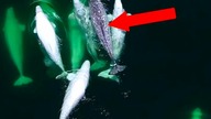 Narwal Jednozębny Zaadoptowany Przez Wieloryby
