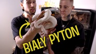 Urządziłem nowe domy dla PYTONÓW Tromby i Marcysi!