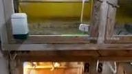Pomieszczenie zimowe dla papug i kur - winter room for parrots and hens.