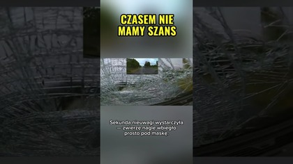 Sekunda i zderzenie ze zwierzęciem.  Na drodze nigdy nie jesteś sam #dashcam #wypadek #droga #uwaga