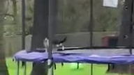 Kot utknął na trampolinie