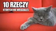10 rzeczy, których nie wiedziałeś o kotach [Ciekawostki]