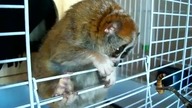 2 minuty z życia lemura