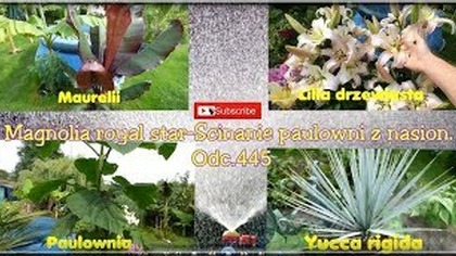 Odc. 445-Magnolia royl star. Ścinanie paulowni z nasion. Formowanie na duże liście.