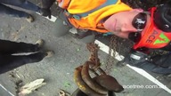 Wycinanie drzew z Australii