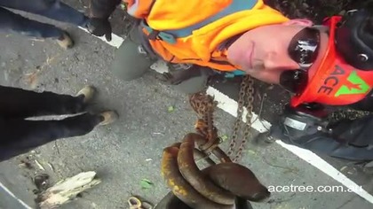 Wycinanie drzew z Australii