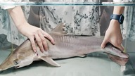 10 000 Maggots VS SHARK | How Quickly The MAGGOTS Eat a SHARK?