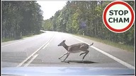 Uwaga! Zwierzęta na drodze #9 - [Nie dla wrażliwych +18]