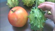 62 Ogórki kolczaste kiwano uprawa ciekawerosliny.pl