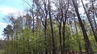 Welcome to the forest  | What we saw while exploring the wild nature