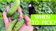 How to avoid bitter Cucumbers  (learn how to harvest)