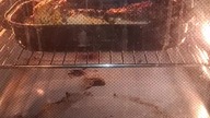 Królik jak się patrzy