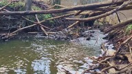 Mały leśny strumień &mdash; naturalny szum wody do skupienia i nauki
