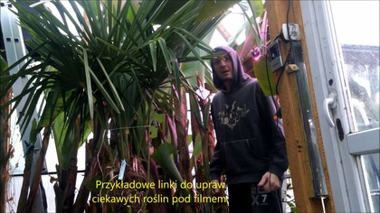 Zwiastun kanału co uprawiam.  Uprawa roślin egzotycznych w Polsce.