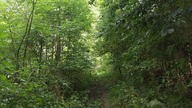 Forest Letnia leśna ścieżka - Złotoryja i okolice