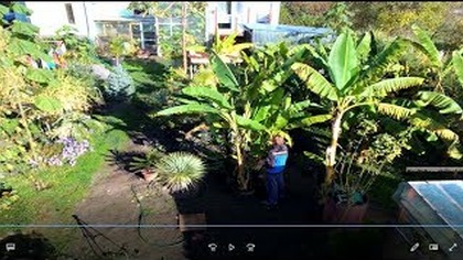 Odc-518-Wykopywanie bananów, przygotowywanie do zimy,rośliny egzotyczne.