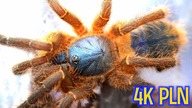 NAJDROŻSZY PTASZNIK i inne RARYTASY: Hon-sej, C.  giganteus, Brachypelma baumgarteni 