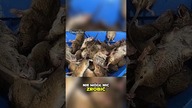 Tysiące szczurów, które pojawiły się znikąd!