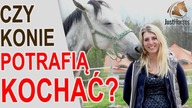 Czy konie potrafią kochać?