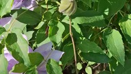 Clematis Kacper i ??? #clematis