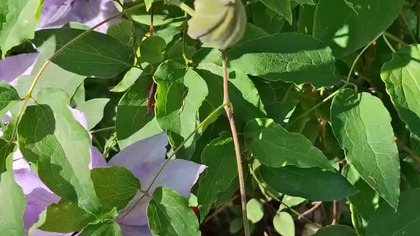 Clematis Kacper i ??? #clematis