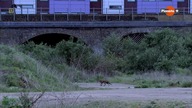 Sprytny pan lis-film dokumentalny lektor pl