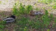 Samica krzyżówki o ciekawym kolorze (Mallard female of unusual coloration) 