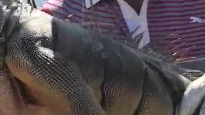 Mężczyzna kontra ogromna Iguana