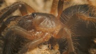 Paczka od Spider Shop! A w niej Sericopelma sp Boquete! :O