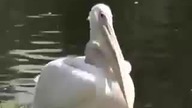 Pelikan zjada gołębia