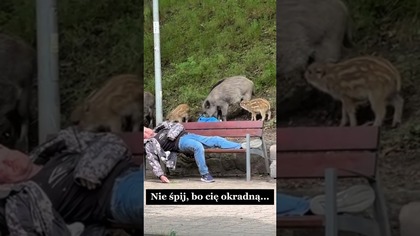 Nie śpij bo cię okradną #jakmawiają #funny #haha #zawierzęta #zabawne #sytuacja #dzik