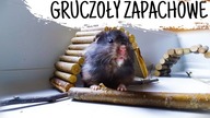 GRUCZOŁY ZAPACHOWE u chomików