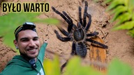 Silnie JADOWITA, FIOLETOWA BESTIA spod ziemi 