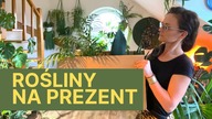 Rośliny doniczkowe na PREZENT  Jaką roślinę kupić na prezent ?
