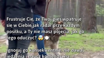 Zdecyduj o spokoju przy stole z psem!  #Pies #WychowaniePsów #TreningPsów