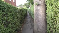 Hedgerow / Żywopłot