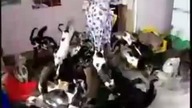 Kocia masakra !!!