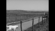Niebieski ptak 1955 lektor pl