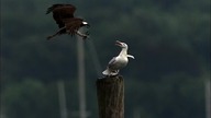 Osprey V Gull Pure aggression in UltraSlo