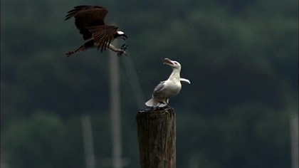 Osprey V Gull Pure aggression in UltraSlo