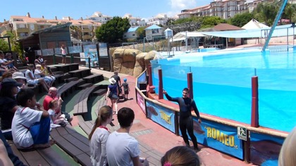 Gangnam style made in Spain - Delfinarium Selwo Marina