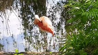 Flaming Chilijski pielęgnuje pióra (Chilean Flamingo feather preeing)