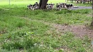 małe pieski #funny #animals #trueman #comedy #funnyanimals #prawda