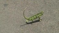 Tańczący do rytmu kameleon
