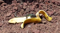 Jaszczurka je  banana